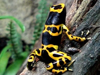 Dendrobates leucomelas