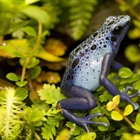 Dendrobates tinctorius