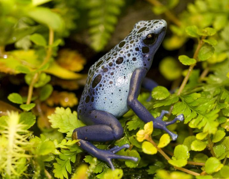 Dendrobates tinctorius