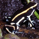 Dendrobates truncatus