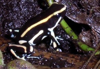 Dendrobates truncatus