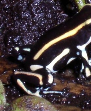 Dendrobates truncatus