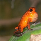 Oophaga pumilio