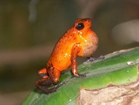 Oophaga pumilio