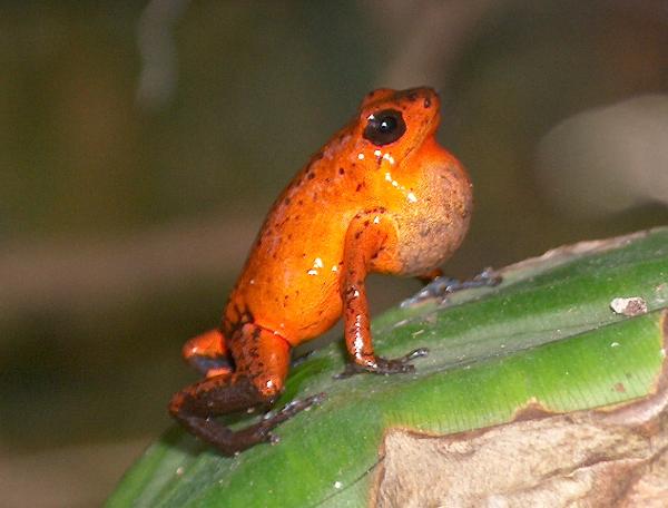 Oophaga pumilio