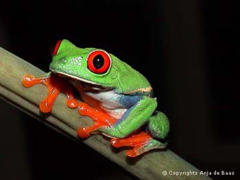 Agalychnis callidryas